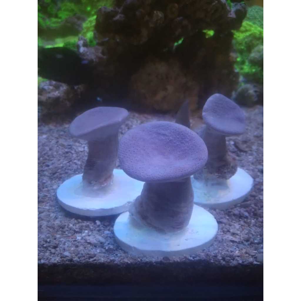 Payungan Coklat [FRAG] - Brown Toadstool Leather Coral