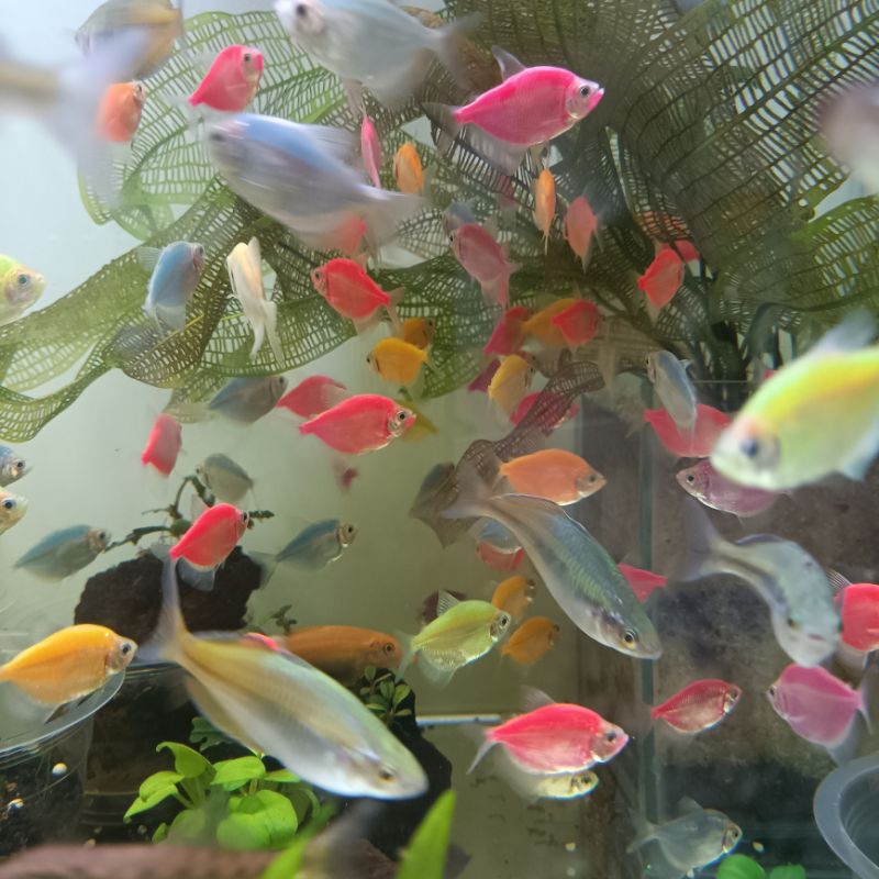 Hiasan Aquarium Ikan Warna Warni Ikan Hias