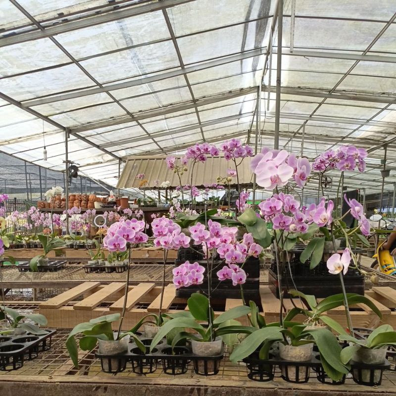 ANGBUL KOLEKSI  M LIVE