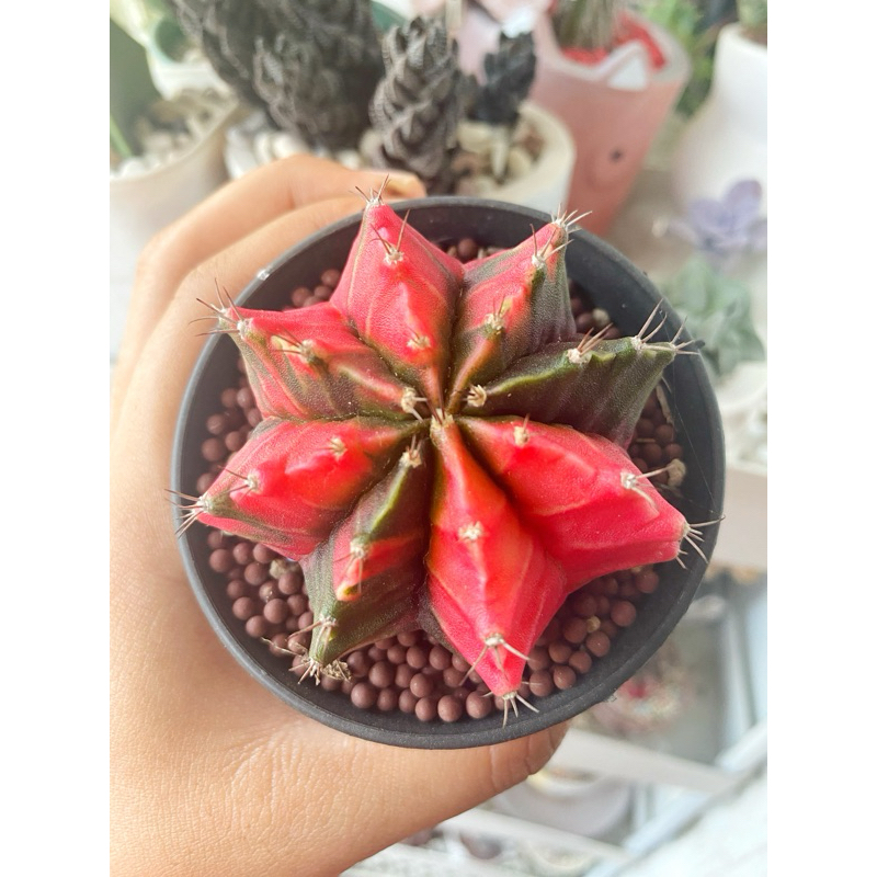 KAKTUS GYMNO VARIEGATA