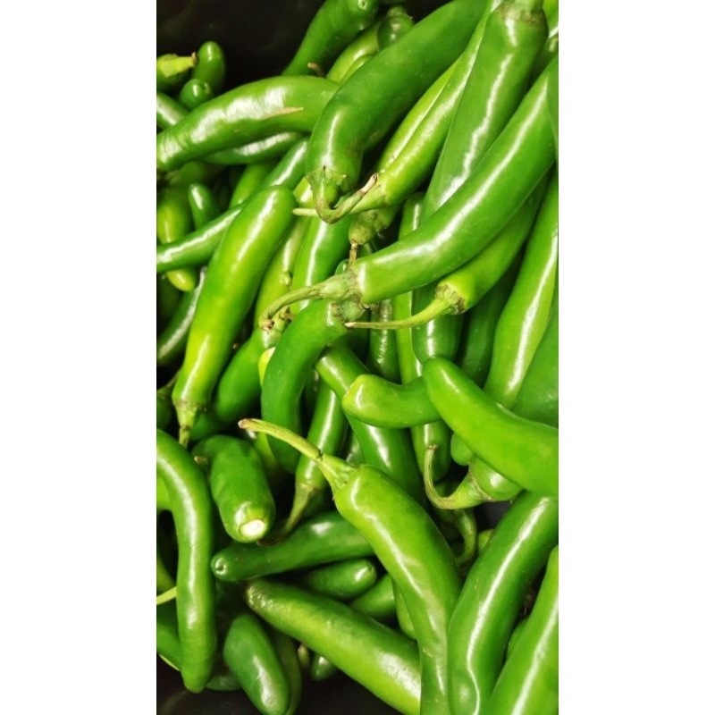 

CABE HIJAU BESAR FRESH 1KG