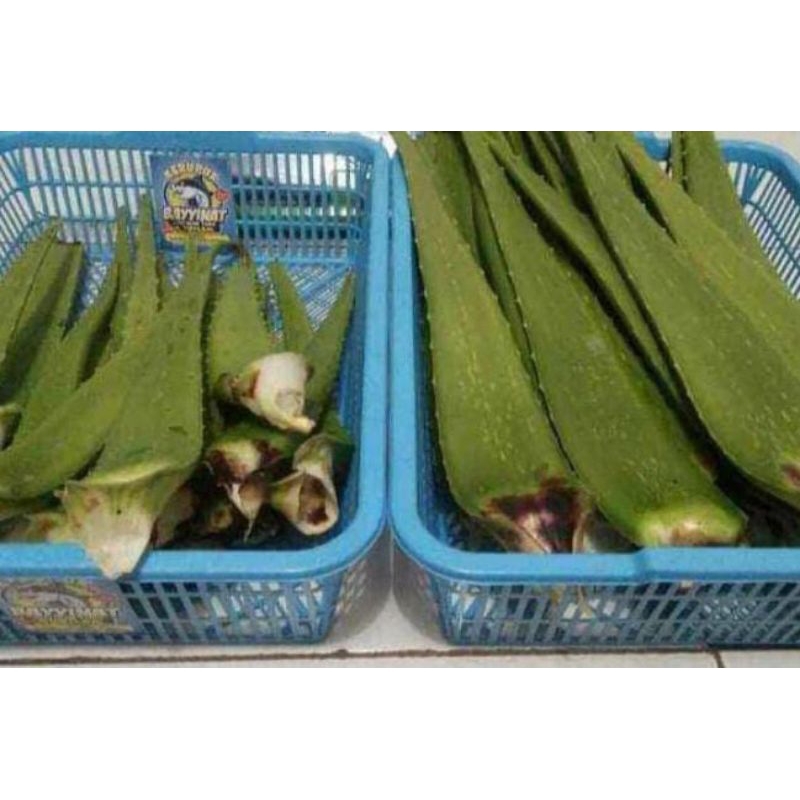 

Plepah lidah buaya lokal segar 250 gram & 500 gram