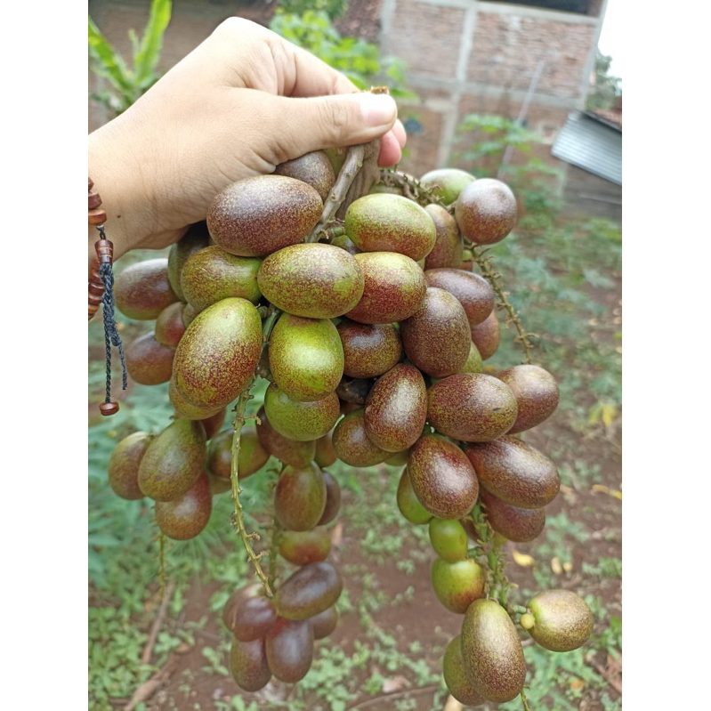 

Buah Matoa manis 500gr