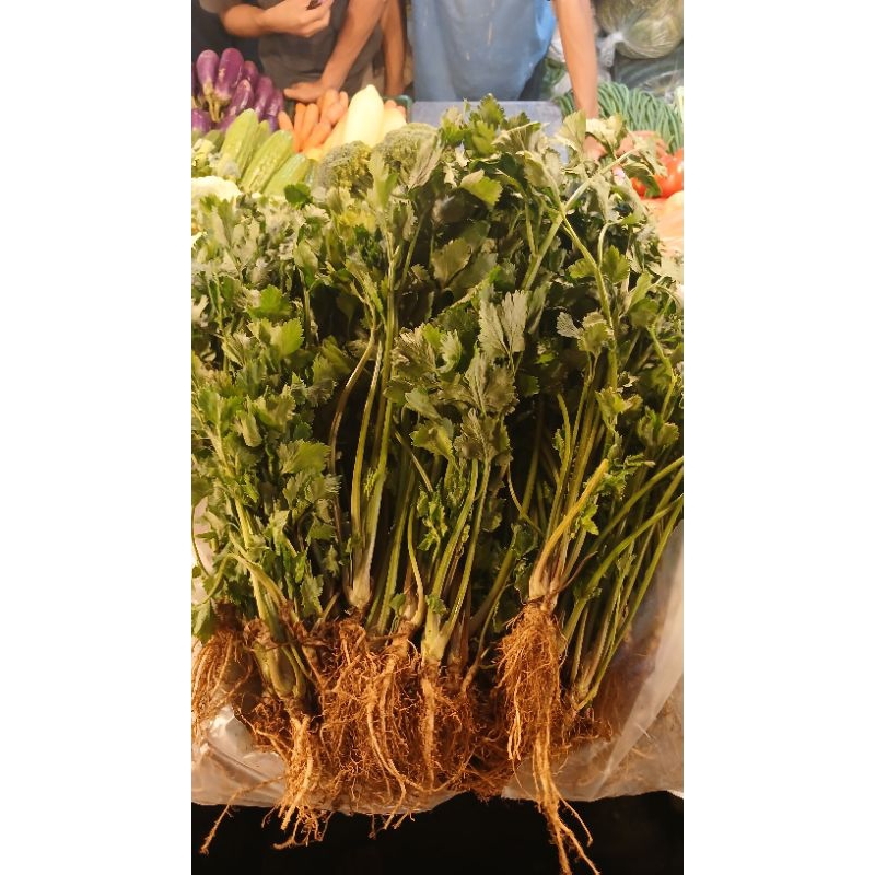

sldri/daun sledri/batang sadri local 1kg