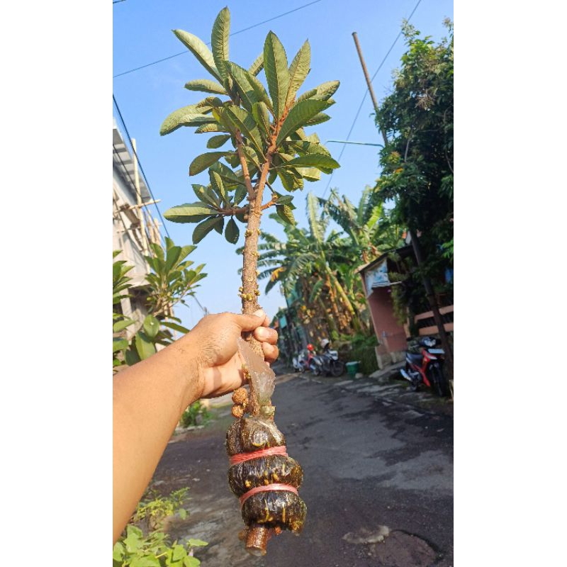 fresh cangkok mamey sapote Lorito/ Super Red/ espeda