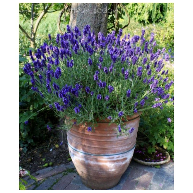 Lavender Prancis import asli , lavandula dentata / France lavender
