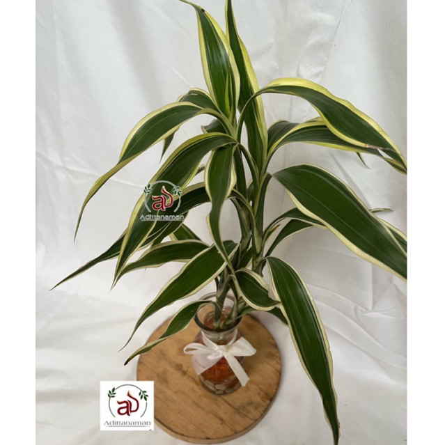 Tanaman hias air srirejeki varigata tanaman hias terarium (1pcs) Vas Kaca 300m| Vas Kaca Balon | Vas