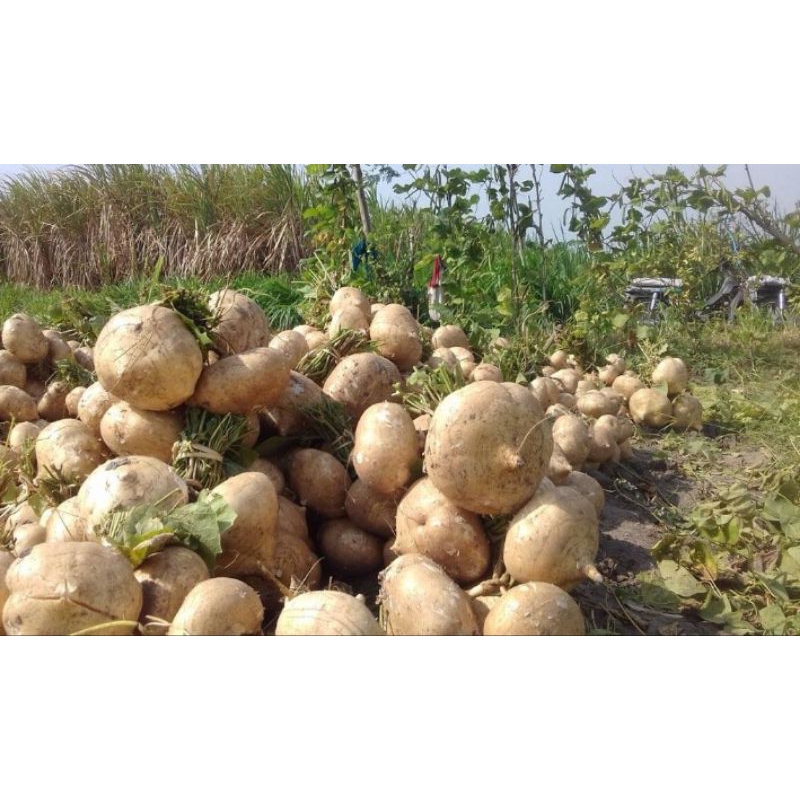 

buah bengkuang segar 500g