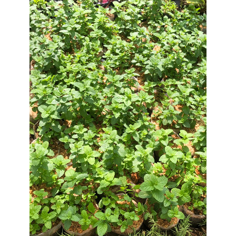 

Tanaman daun mint (bisa dimakan)