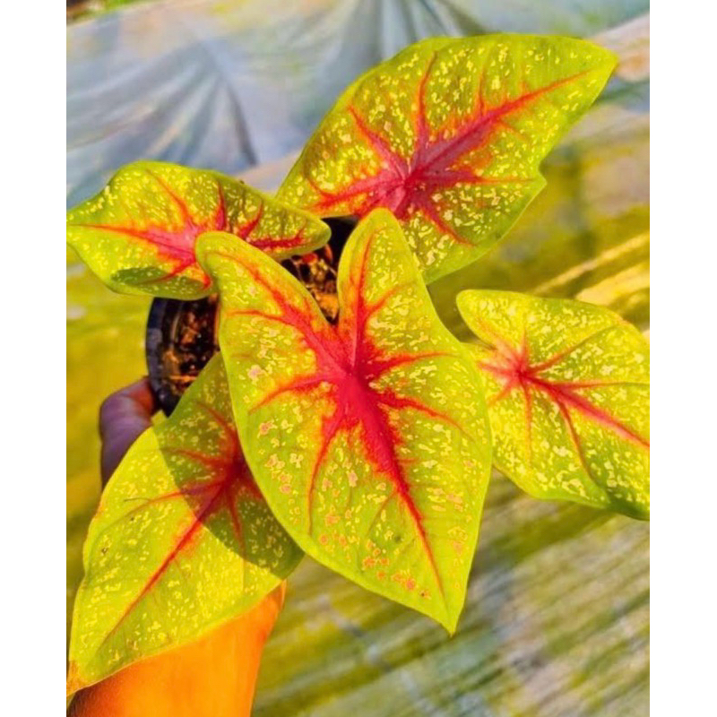 Caladium Tears Of The Sun (TOS)