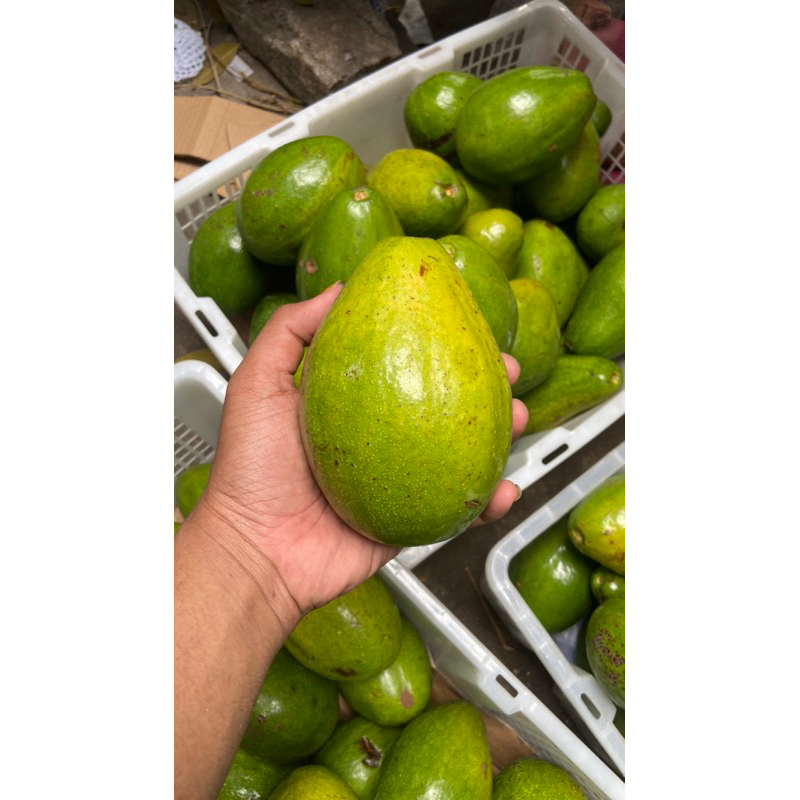 

Alpukat Mentega