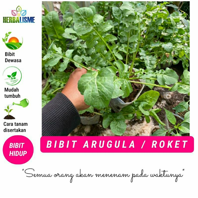 BIBIT ARUGULA / ROKET ARUGULA