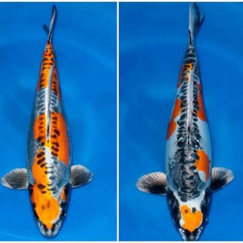koi metalik blitaran
