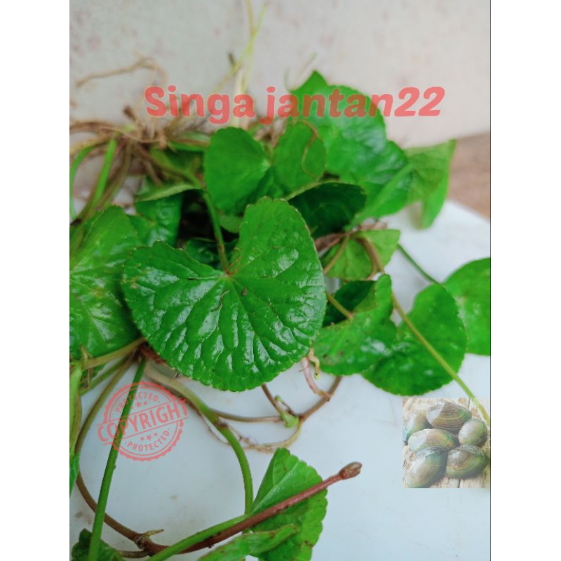 

Daun Pegagan segar 1 kg antanan lalapan daun