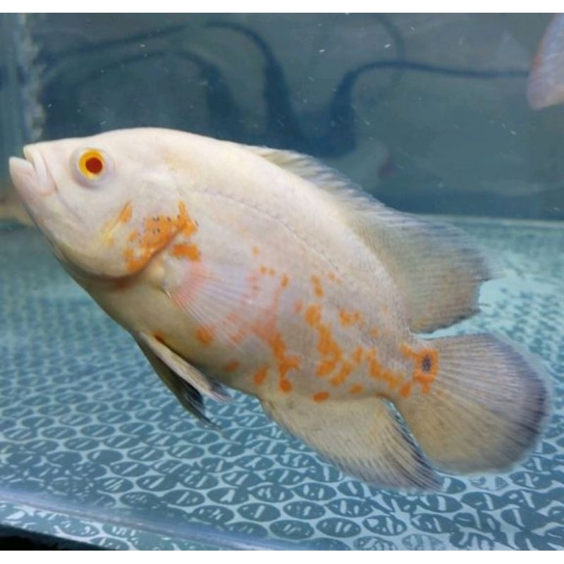 Oscar size 10-12cm..cichlid ikan hias/dekorasi/hiasan/stiker akuariuam.