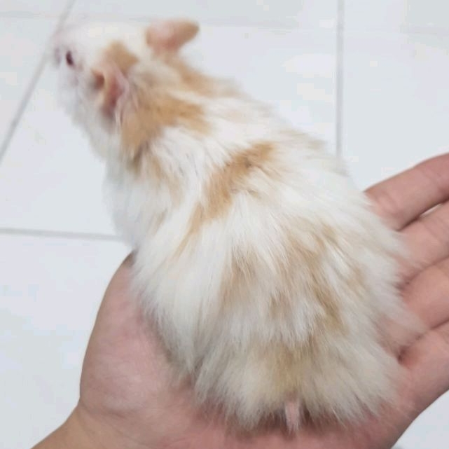 hamster syrian fujiyama angora long hair