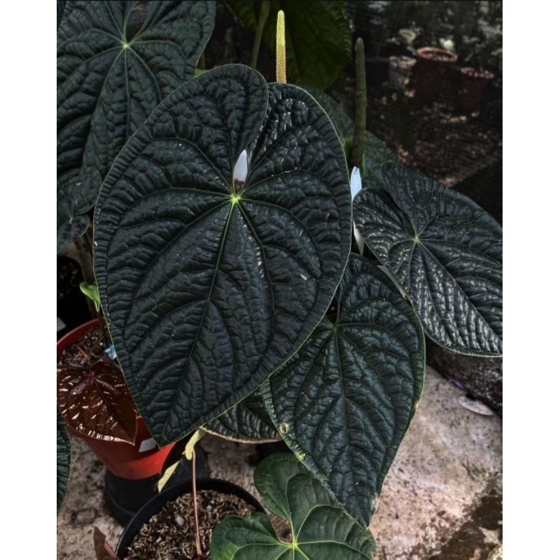 Tanaman Hias Anthurium Luxurians-Tanaman Hias Anthurium Luxurians Cantik Murah