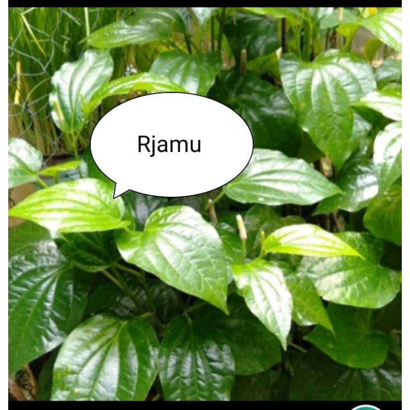 

Daun Cabe Jawa Segar 100lembar
