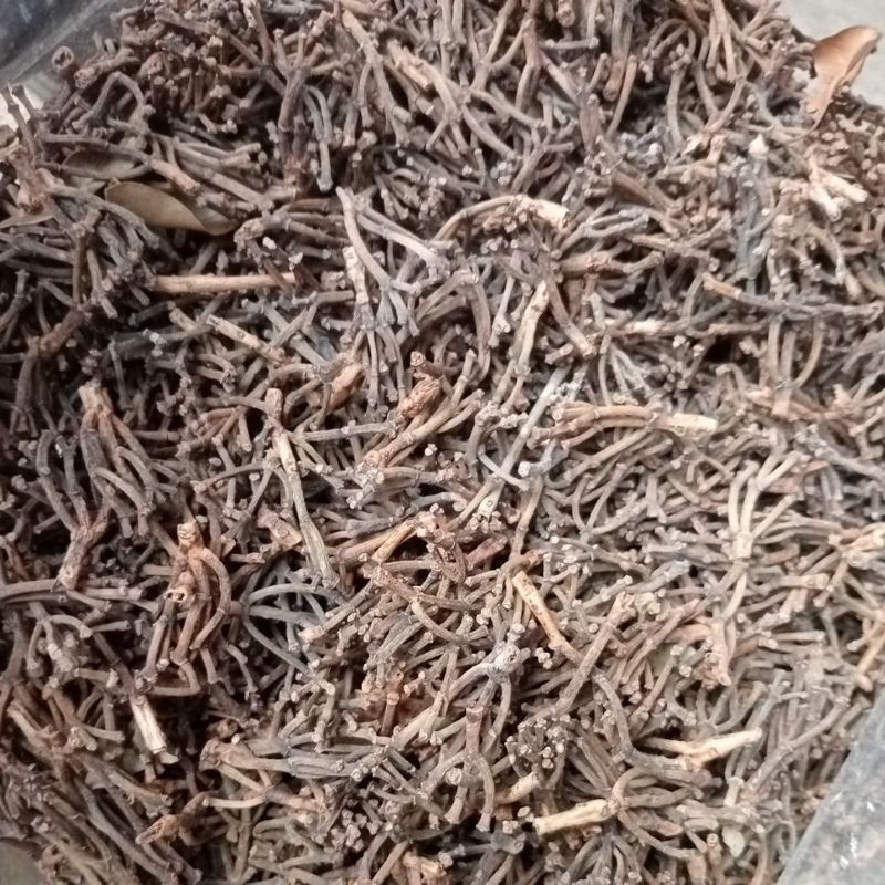 

Gagang cengkeh 1kg,ori