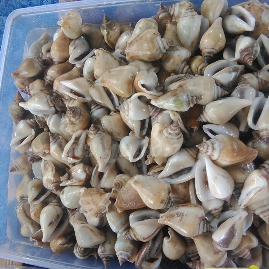 

Seafood Gonggong Segar Keong Laut 1Kg