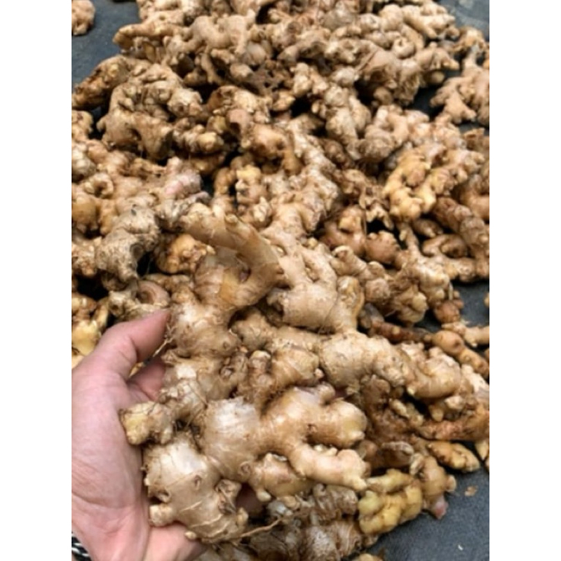 

jahe emprit/jahe putih/pedas/organik/ sudah di cuci bersih/ netto 1kg
