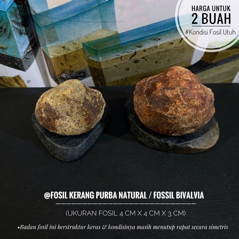 Fosil Kerang Merah Natural B15 atau Fosil Bivalvia Temuan atau Fosil Kijing atau Fossil Shell