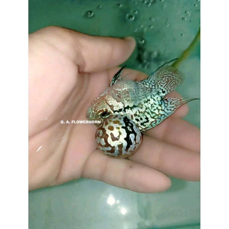 Burayak Louhan Kamfa F2