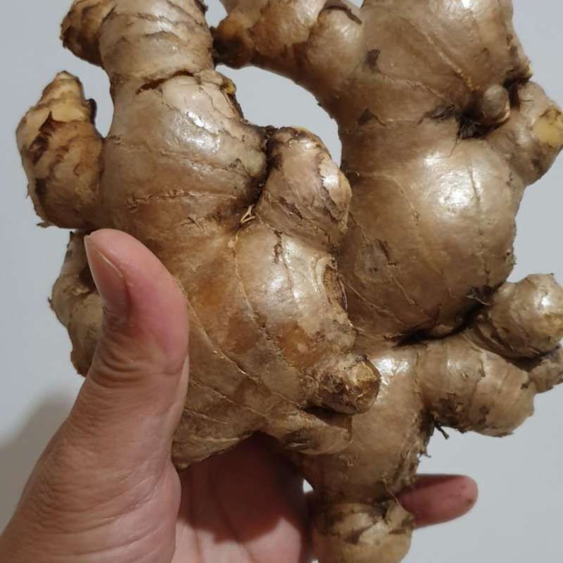 

jahe gajah 250grm