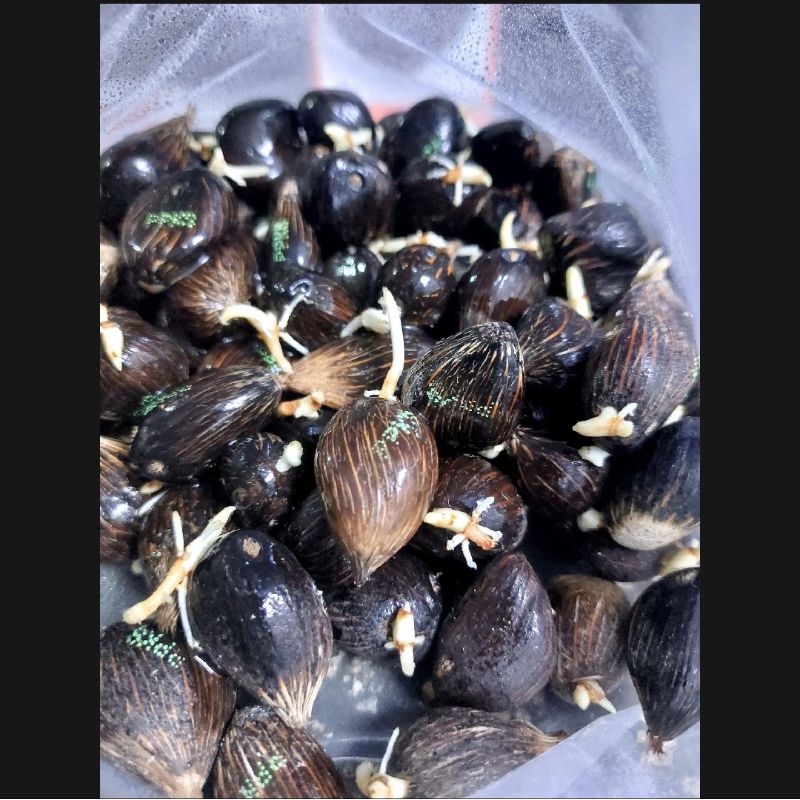 150 Butir PPKS YANGAMBI SERTIFIKAT asli