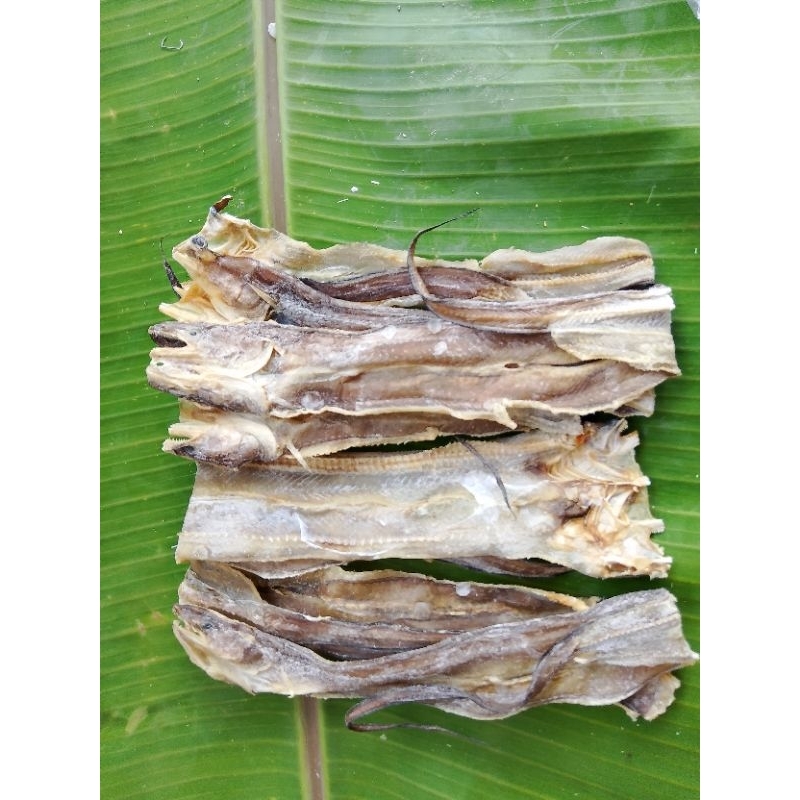 

Asin Belut Laut kering