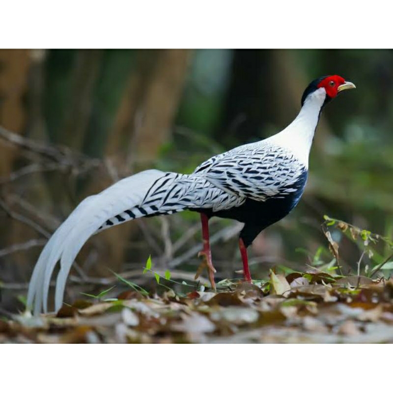 anak / anakan ayam hias silver pheasant dijual murah sekali
