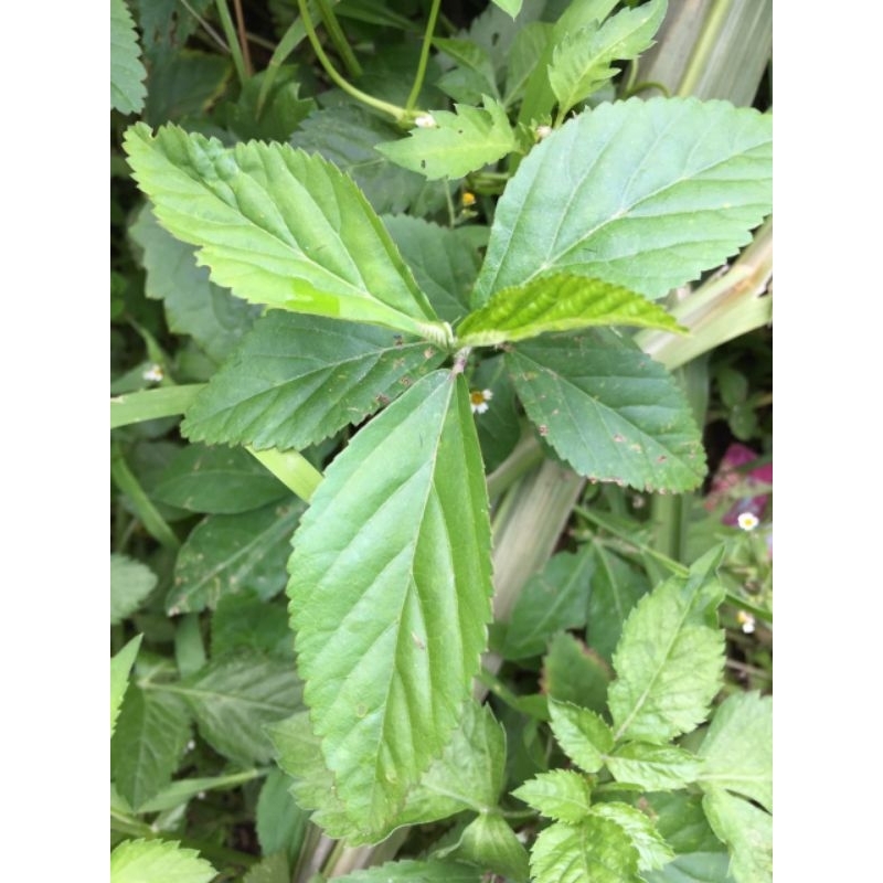 

DAUN SIDAGURI SEGAR 500gram