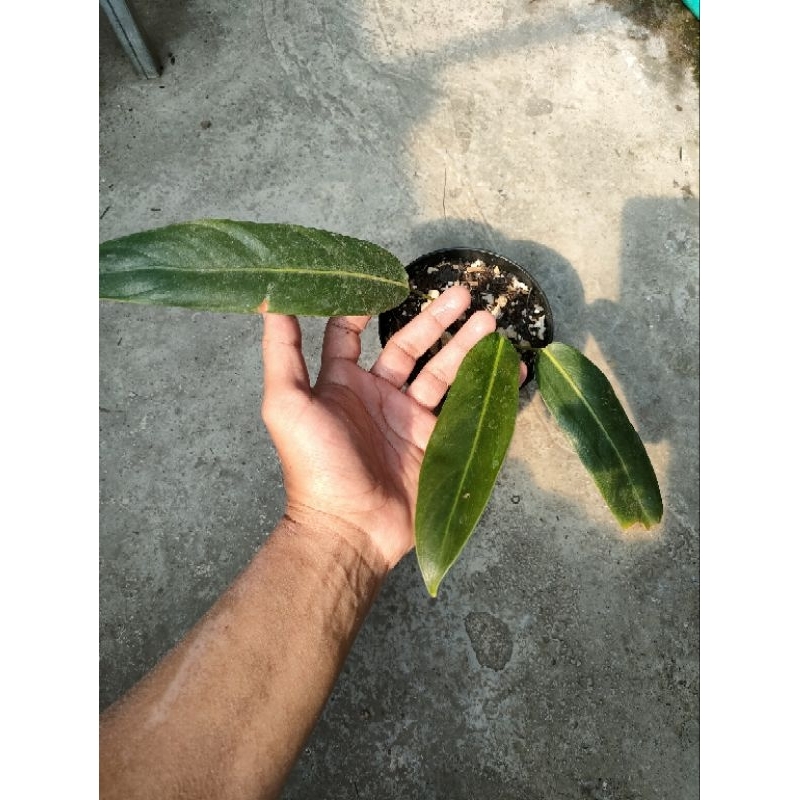 philodendron/Patriciae