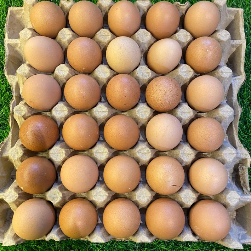 

Telur ayam ras / telur ayam kecil