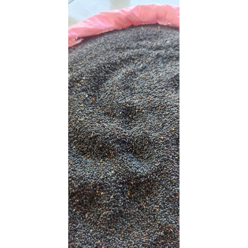 Bibit sayur kemangi 1 kg