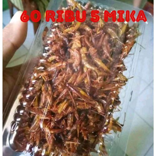 

60 rb dapat 5 mika belalang goreng walang goreng cemilan extrim gurih pedas manis pedas asin original