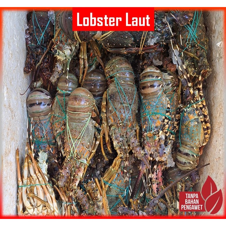 

Lobster Laut Fresh | Ukuran 2 - 11 Ekor/Kg