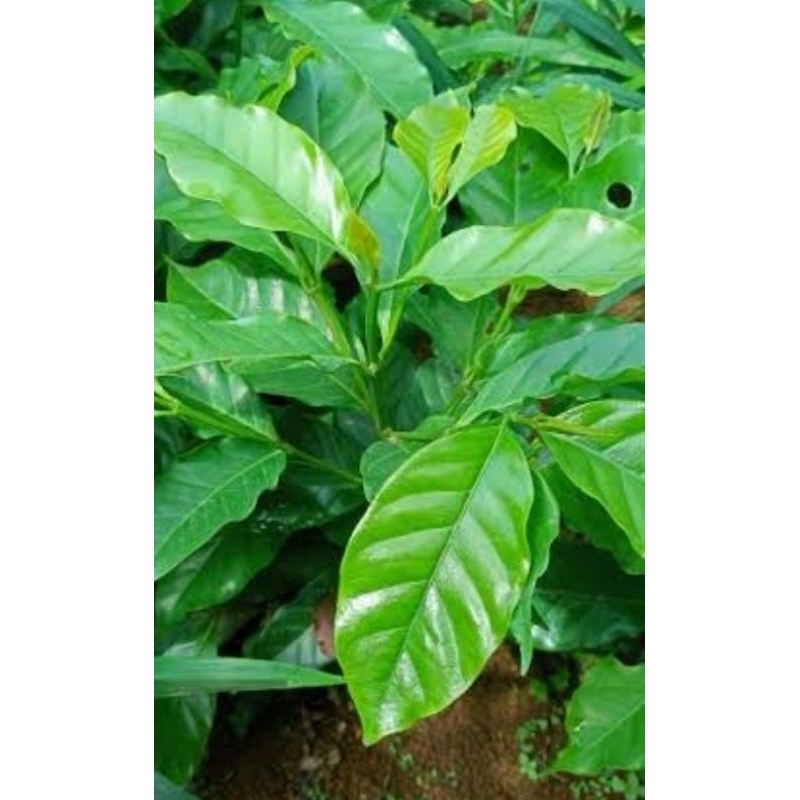 

daun kopi segar 200gr