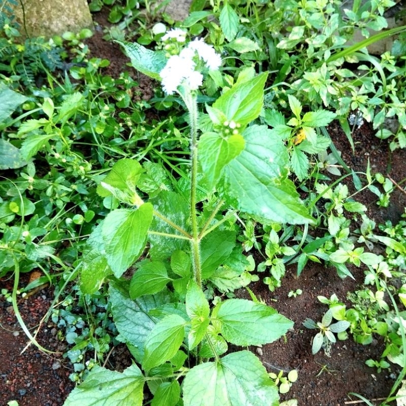 

Daun Babadotan segar 1 Kg/ Babadotan Original Herbal