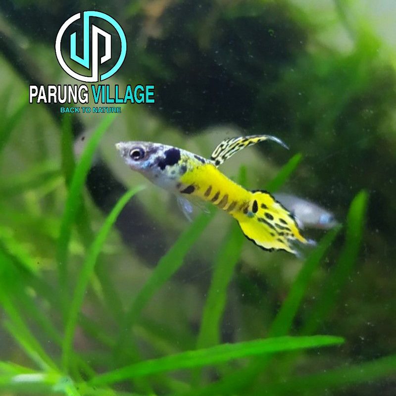 Pewangi YellowJaketEndler