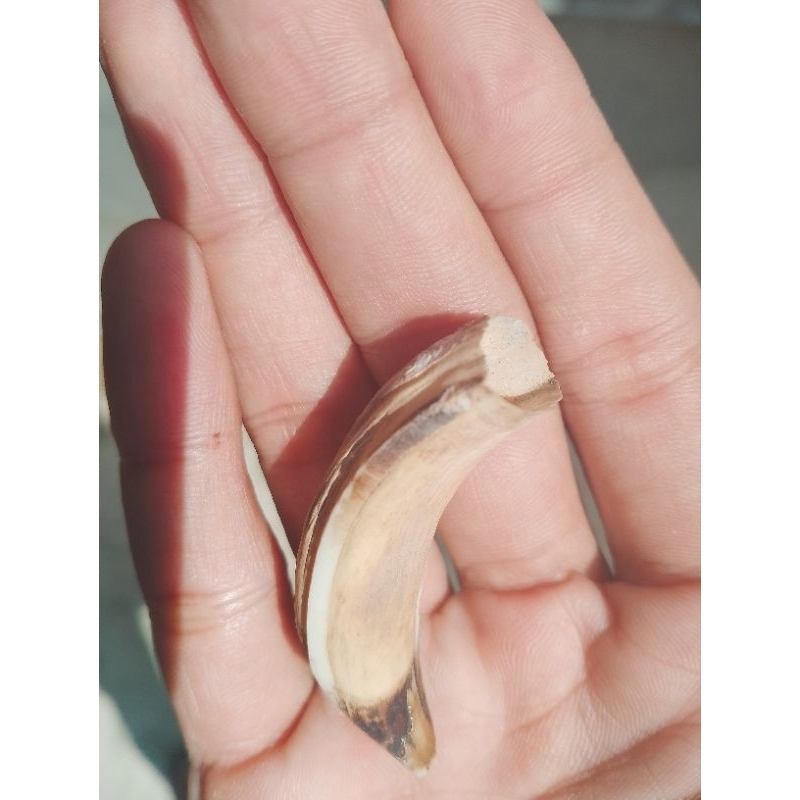 TARING BABI ORIGINAL - KECIL MUNGIL