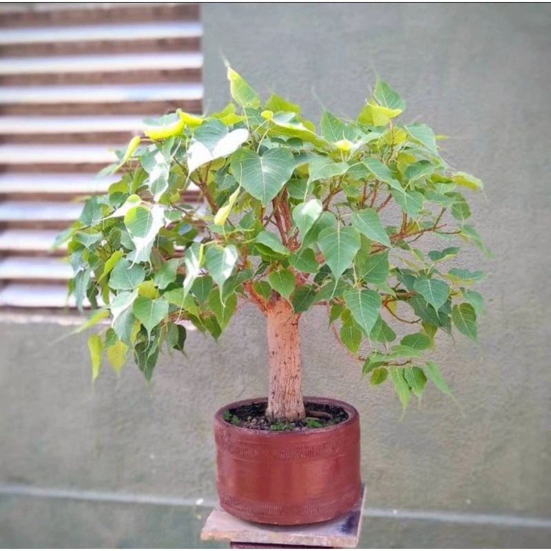 Promo bibit pohon bodhi  bibit bonsai Bodhi tanaman Bodhi vicus religiosa original