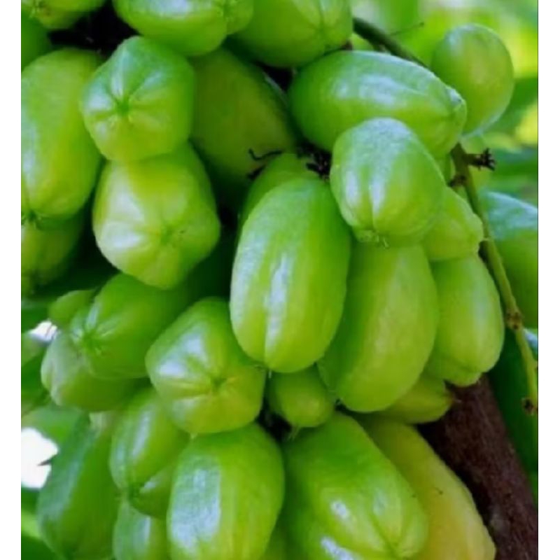 

BELIMBING WULUH SEGAR DAN HIGENIS 200 Gram