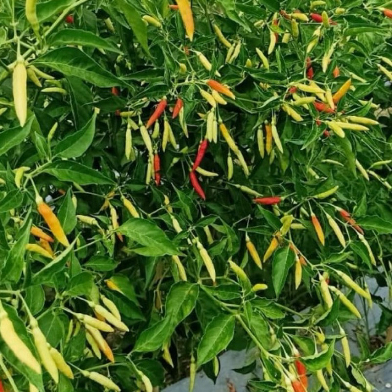 {200 Biji} Benih Cabe Lokal Patalan Probolinggo