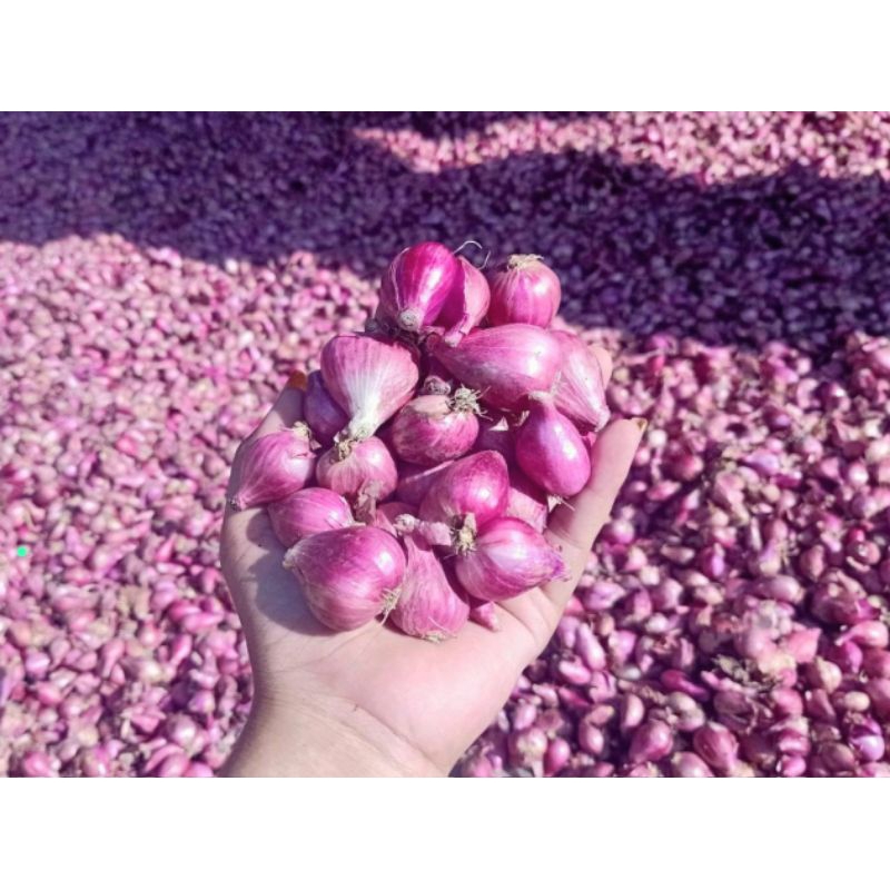 

BAWANG MERAH 1 KG,FRESH,KERING,KUALITAS TERBAIK,SUPER MUMER
