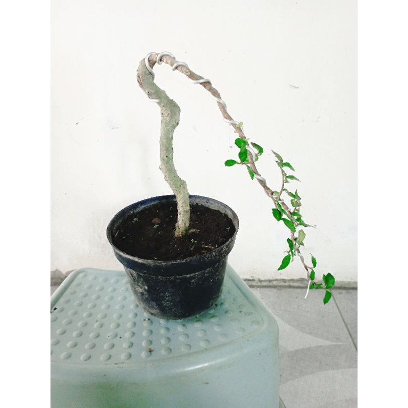 Bonsai serut mini (Streblus asper)