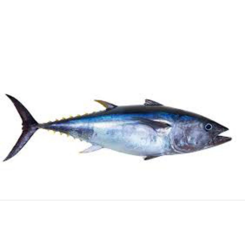 

ikan tongkol berat 1kg