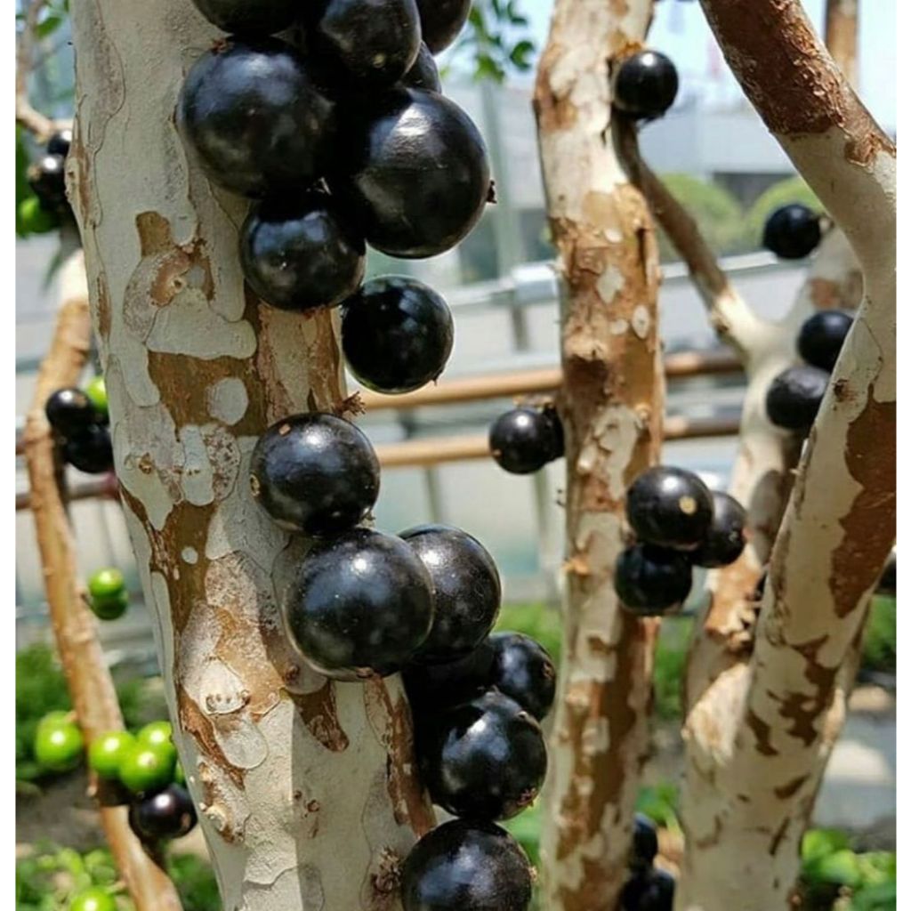 BIBIT BUAH ANGGUR POHON BRAZIL SABARA PRECO ( 1METER ) KUALITAS UNGGUL CEPAT BERBUAH