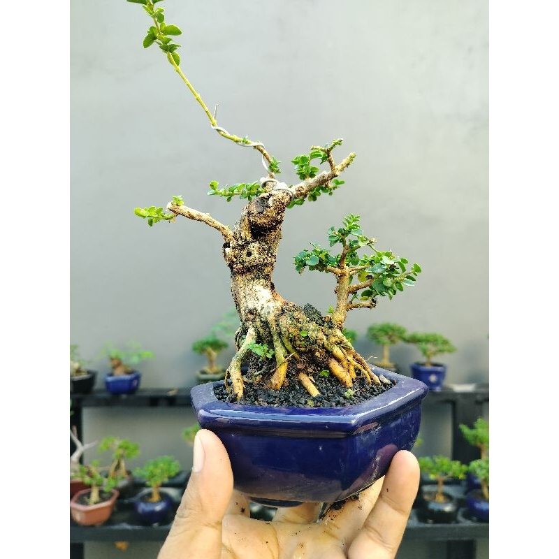 bahan bonsai Sancang mame