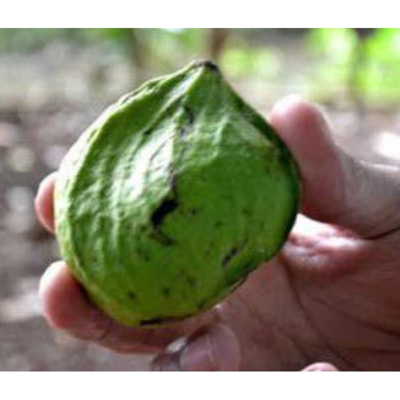 

Batok Buah Gayam 1 Kg(Terkenal Punyai Segudang Manfaat)